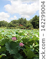 Pink ancient lotus flowers blooming under a summer blue sky and cumulonimbus clouds (Yasaka Park, Bando City) Pink ancient lotus flowers blooming under a summer blue sky and cumulonimbus clouds (Yasaka Park, Bando City) 142299004