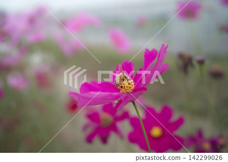 一隻蜜蜂在盛開的波斯菊花田中採集花蜜,背景是美麗的散景效果。 一隻蜜蜂在盛開的波斯菊花田中採集花蜜,背景是美麗的散景效果。 142299026