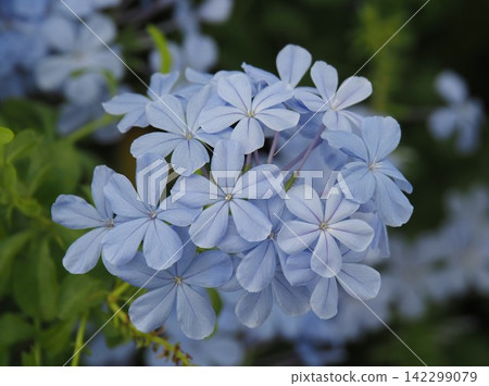 路邊的花 路邊的花 142299079