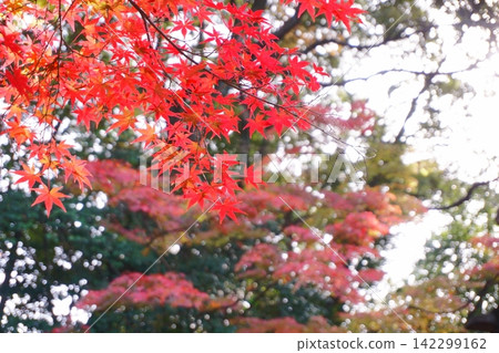 明亮的紅楓 明亮的紅楓 142299162