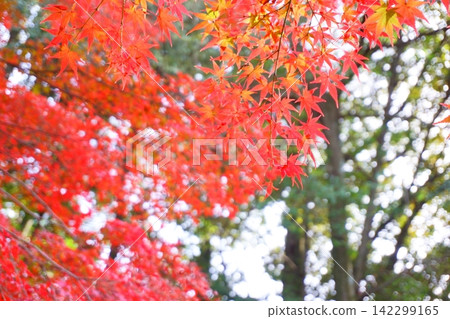 明亮的紅色秋天的落葉 明亮的紅色秋天的落葉 142299165