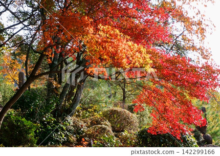 紅色的楓樹 紅色的楓樹 142299166