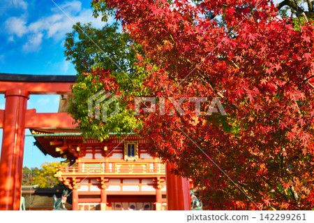 京都伏見稻荷大社:美麗的朱紅色鳥居、正門和令人驚嘆的秋葉(京都府京都市伏見區) 京都伏見稻荷大社:美麗的朱紅色鳥居、正門和令人驚嘆的秋葉(京都府京都市伏見區) 142299261
