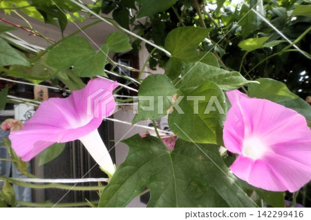 Summer garden flower "Morning glory" Morning glory: Flower bed flowers: Morning glory mansion Summer garden flower "Morning glory" Morning glory: Flower bed flowers: Morning glory mansion 142299416