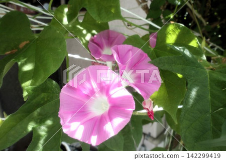 Summer garden flower "Morning glory" Morning glory: Flower bed flowers: Morning glory mansion Summer garden flower "Morning glory" Morning glory: Flower bed flowers: Morning glory mansion 142299419