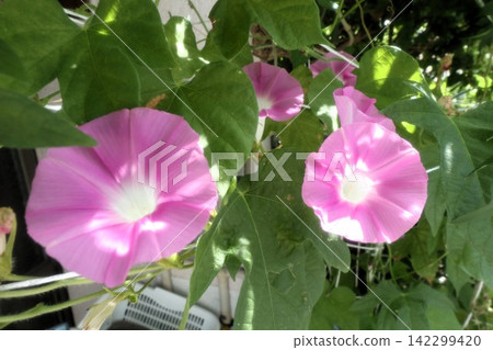 夏日庭園花卉「牽牛花」 牽牛花:花壇花卉:牽牛花大廈 夏日庭園花卉「牽牛花」 牽牛花:花壇花卉:牽牛花大廈 142299420