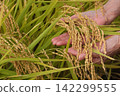 Rice harvest 142299555