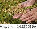 Rice harvest 142299599