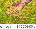 Rice harvest 142299601