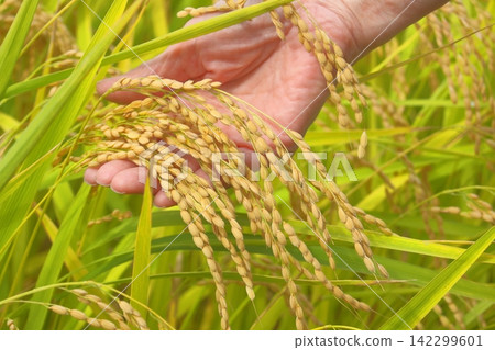 Rice harvest Rice harvest 142299601