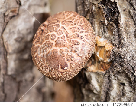 Haruki Shiitake Haruki Shiitake 142299697