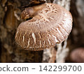 Haruki Shiitake 142299700