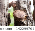 Haruki Shiitake 142299701