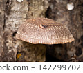 Haruki Shiitake 142299702