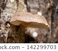 Haruki Shiitake 142299703