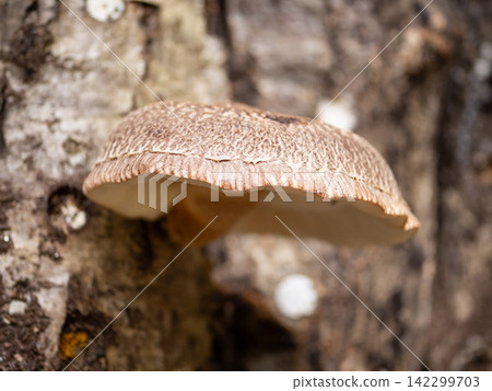 Haruki Shiitake Haruki Shiitake 142299703