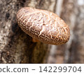 Haruki Shiitake 142299704