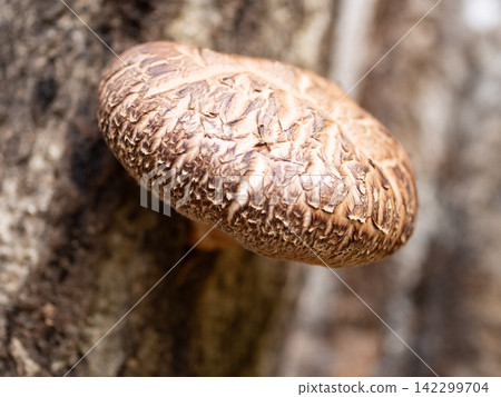 Haruki Shiitake Haruki Shiitake 142299704