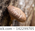 Haruki Shiitake 142299705
