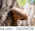 Haruki Shiitake 142299706