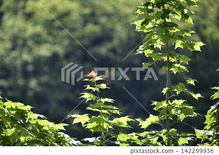 夏日的楓樹和楓葉 夏日的楓樹和楓葉 142299936