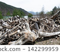 Dam driftwood 142299959