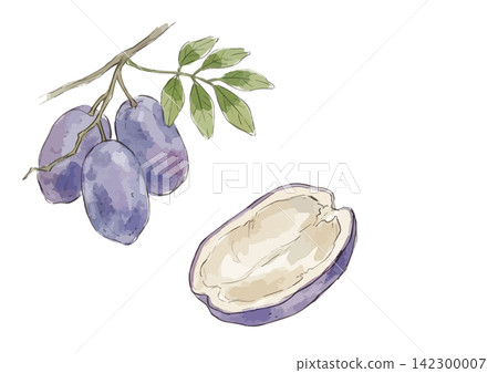 A mouthwatering illustration of akebi fruit A mouthwatering illustration of akebi fruit 142300007