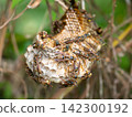 Nesting of paper wasps 142300192