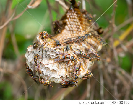 Nesting of paper wasps Nesting of paper wasps 142300192