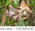 Nesting of paper wasps 142300193