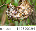 Nesting of paper wasps 142300194
