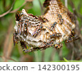 Nesting of paper wasps 142300195