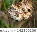 Paper wasp, queen wasp 142300200