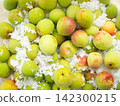 Making pickled plums (umeboshi) 142300215