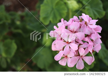 Pink geranium flowers (copy space available) Pink geranium flowers (copy space available) 142300323