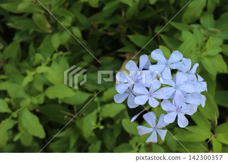 藍雪花(Aurigaura)花 - 留白處可用 藍雪花(Aurigaura)花 - 留白處可用 142300357