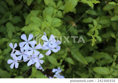 Plumbago (Aurigaura) flower - Copy space available Plumbago (Aurigaura) flower - Copy space available 142300358