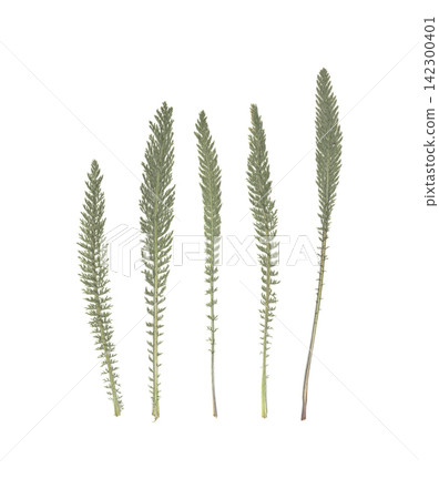 Green Wild Herb Isolated on White Background. Botanical Plant Elements with Delicate Leaves. Pressed Meadow Foliage for Natural Design and Eco Projects. 142300401