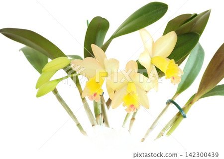 Cattleya, yellow flower, Fairyland, bright background Cattleya, yellow flower, Fairyland, bright background 142300439