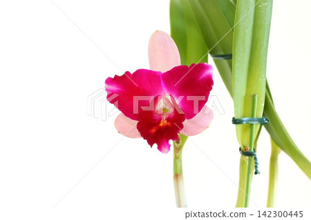 Cattleya orchids, dark pink and light pink, against a bright background. Cattleya orchids, dark pink and light pink, against a bright background. 142300445