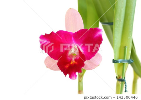 Cattleya orchids, dark pink and light pink, against a bright background. Cattleya orchids, dark pink and light pink, against a bright background. 142300446