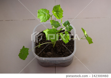 Young bottle gourd seedling growing healthy green leaves inside plastic pot indoors. Potted vegetable plant sprout cultivated for home gardening and farming. Young bottle gourd seedling growing healthy green leaves inside plastic pot indoors. Potted vegetable plant sprout cultivated for home gardening and farming. 142300460