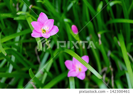 Vibrant pink rain lily flowers blooming among dense green leaves outdoors. Fresh pink Zephyranthes rosea blossom growing in natural outdoor garden environment. 142300461
