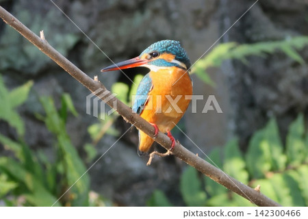 翠鳥的肚子是橘色的。 (翠鳥,一種水鳥) 翠鳥的肚子是橘色的。 (翠鳥,一種水鳥) 142300466