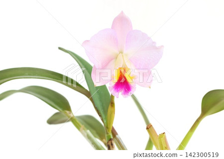Cattleya, pale pink flower, Fairyland, bright background Cattleya, pale pink flower, Fairyland, bright background 142300519
