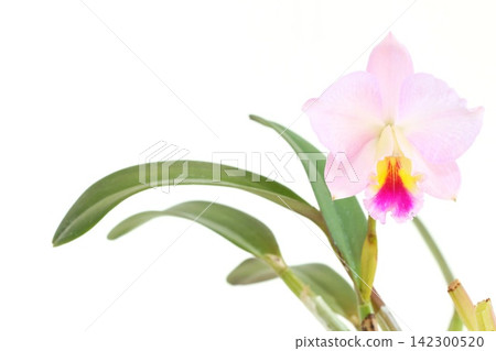 Cattleya, pale pink flower, Fairyland, bright background Cattleya, pale pink flower, Fairyland, bright background 142300520
