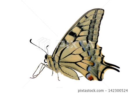 butterfly Papilio Machaon isolated on white butterfly Papilio Machaon isolated on white 142300524