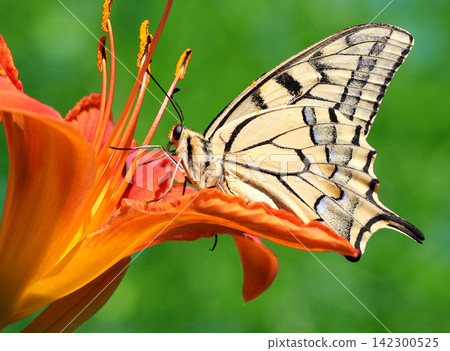 butterfly Papilio Machaon sitting on lily flower butterfly Papilio Machaon sitting on lily flower 142300525