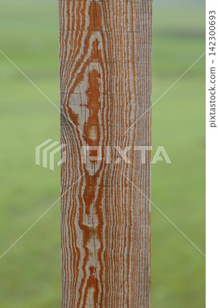 The wood grain and surface texture of weathered wooden pillars The wood grain and surface texture of weathered wooden pillars 142300693