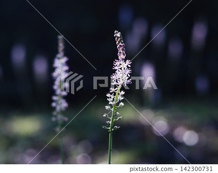 晨曦中,藍鈴花閃閃發光 晨曦中,藍鈴花閃閃發光 142300731